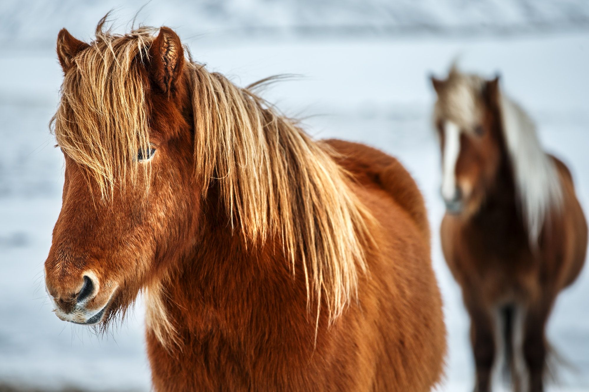 Beautiful Icelandic horses