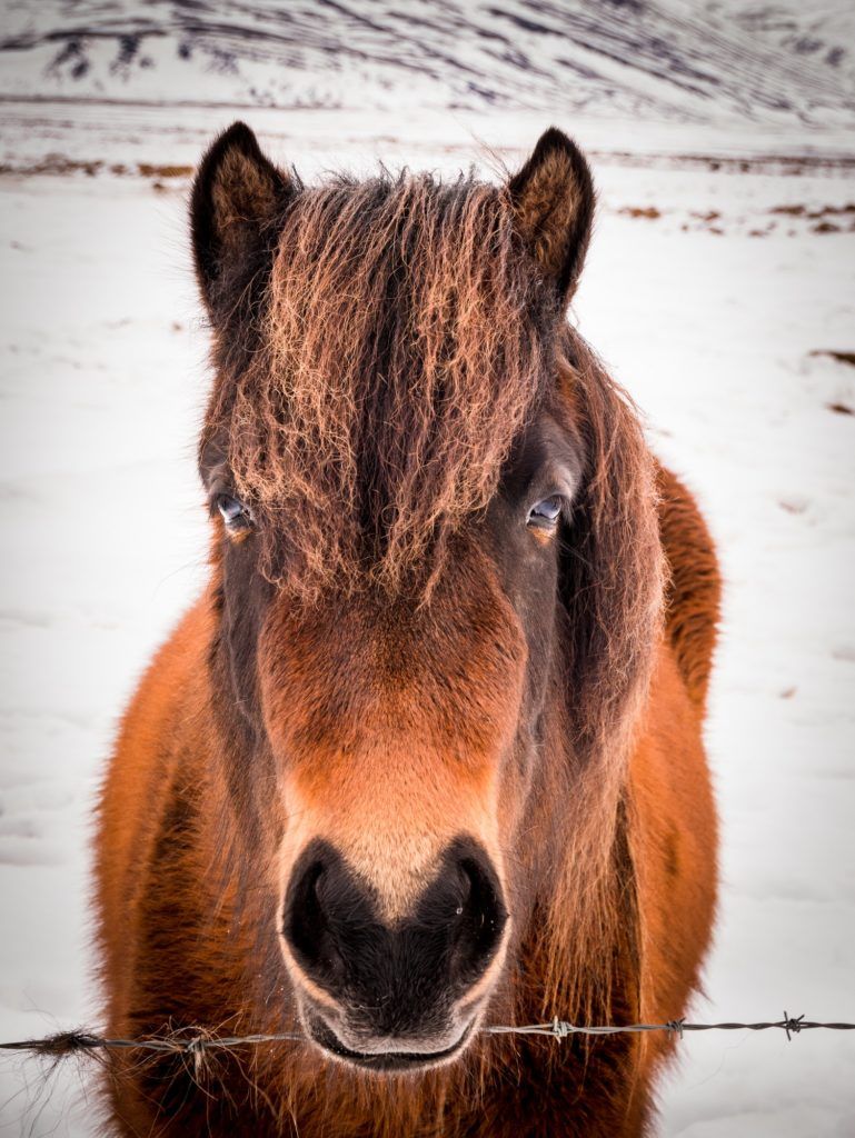 Icelandic horses in winter, Iceland